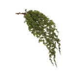 Soft Touch Weeping Cedar Hanging Bush, 30 in. 1