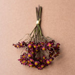 Chamomile Bundle, Burgandy, 10in. 3