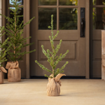 Alpine Tree, Small, 36 in. 2