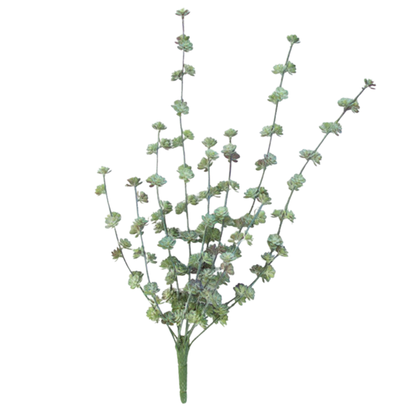 Succulent Bush