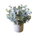 Boxwood Sage Plant in Concrete Pot 1