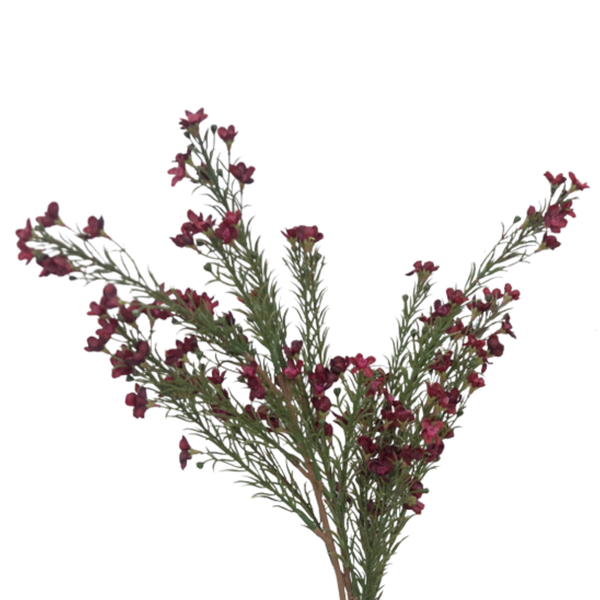 Waxflower Spray, Burgundy, 29 in.