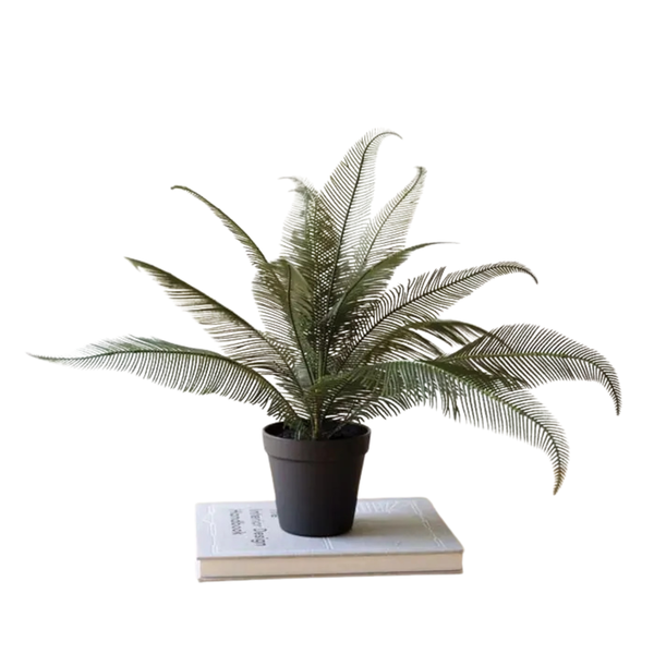 Phoenix Plant in Black Plastic Pot, 22 X 16 in.