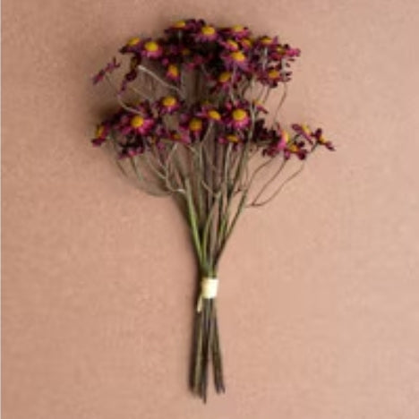 Chamomile Bundle, 6 Stems Burgandy 10