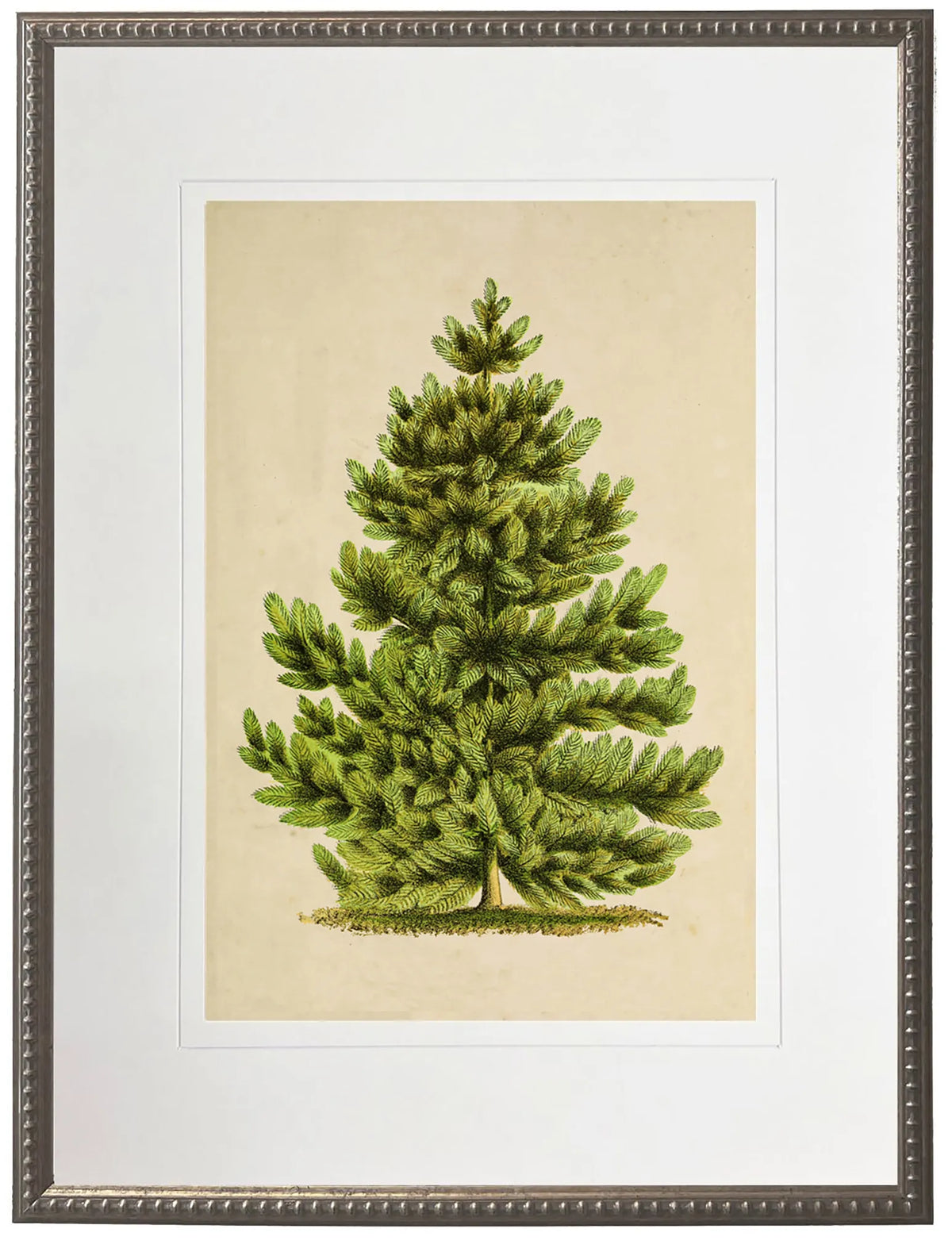 Scotch Pine Artwork, 8 X 10 in.