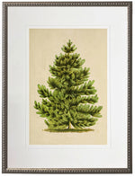 Scotch Pine Artwork, 8 X 10 in. 1