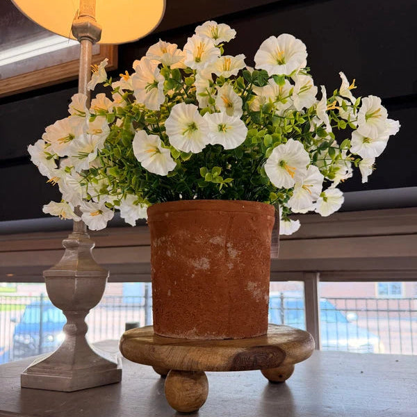 Potted White Petunia, Small, 13 x 13 x 11.8 in.