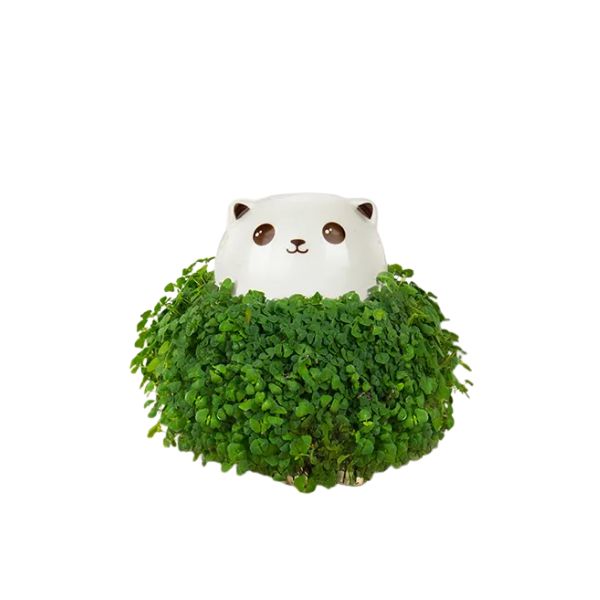 Chia Pet Planter, Cat