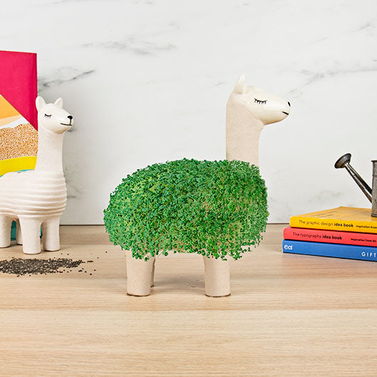 Chia Pet Planter, Llama