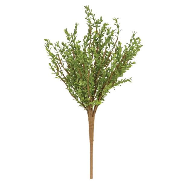 Baby Boxwood Bush, 16 in.