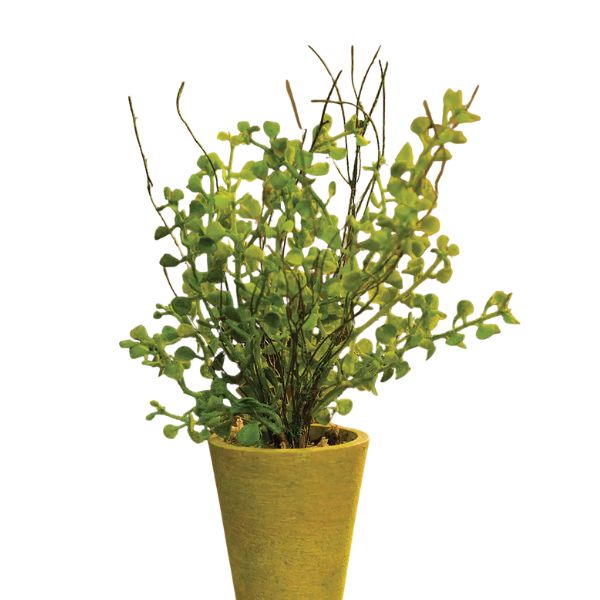 Potted Fern, 8 in.