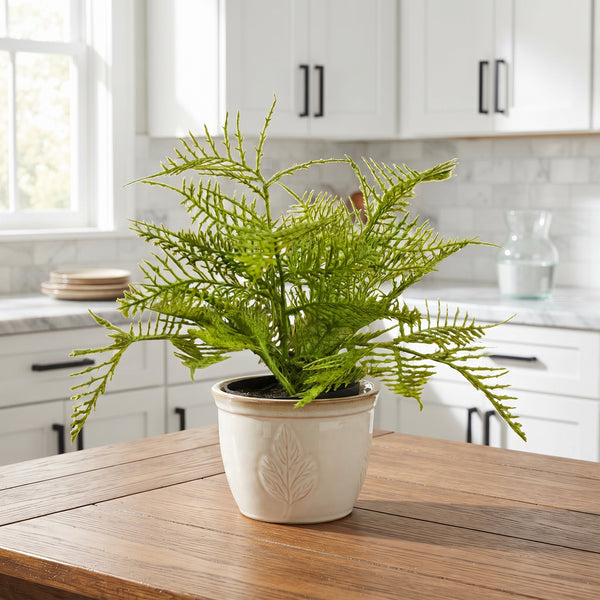 Fern in Charcoal Ceramic Pot, 8 in.