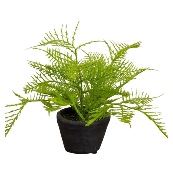Fern in Charcoal Ceramic Pot, 8 in. with lush green leaves displayed in a modern charcoal ceramic pot, perfect decor gift for kitchen, dining, and entertaining spaces by Knotty and Board.