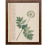 Vintage Flower D Artwork, 16 X 24 in. 1