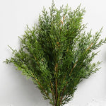 Cedar Greenery Pick, 19 in. 2
