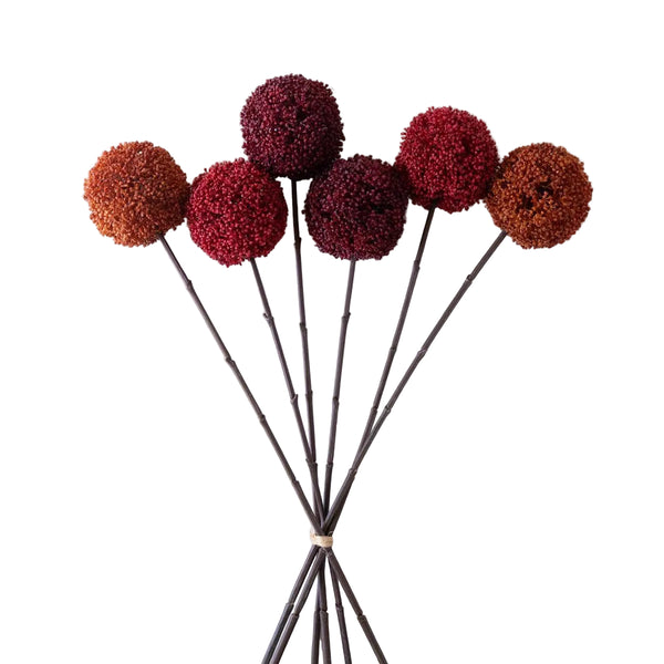 Allium Ball Stem 24" Assorted Colors