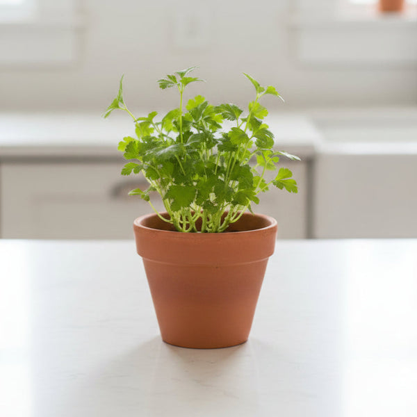 Parsley Bundle 18"