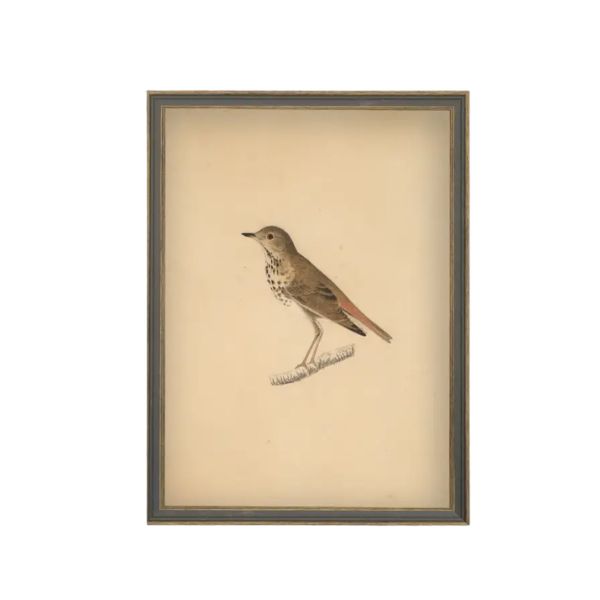 Bird Framed Antique Art, 11 X 15 in.