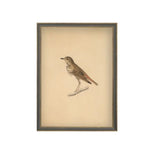 Bird Framed Antique Art, 11 X 15 in. 1