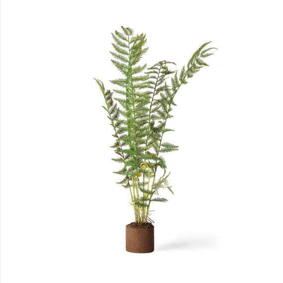 Sword Fern Drop-In plant with lush green fronds in a compact soil base, perfect for adding natural decor to any room, offered by Knotty and Board, shipping nationwide.
