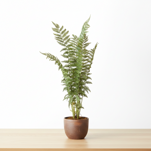 Sword Fern Drop-In